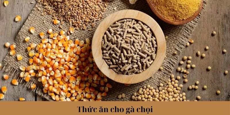 Thức Ăn Cho Gà Chọi Phổ Biến Và Lưu Ý Khi Lựa Chọn 6 Lưu ý khi sử dụng, bảo quản thức ăn cho gà chọi