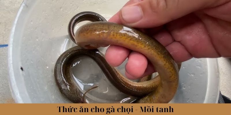 Thức Ăn Cho Gà Chọi Phổ Biến Và Lưu Ý Khi Lựa Chọn 5 Một số loại mồi tanh